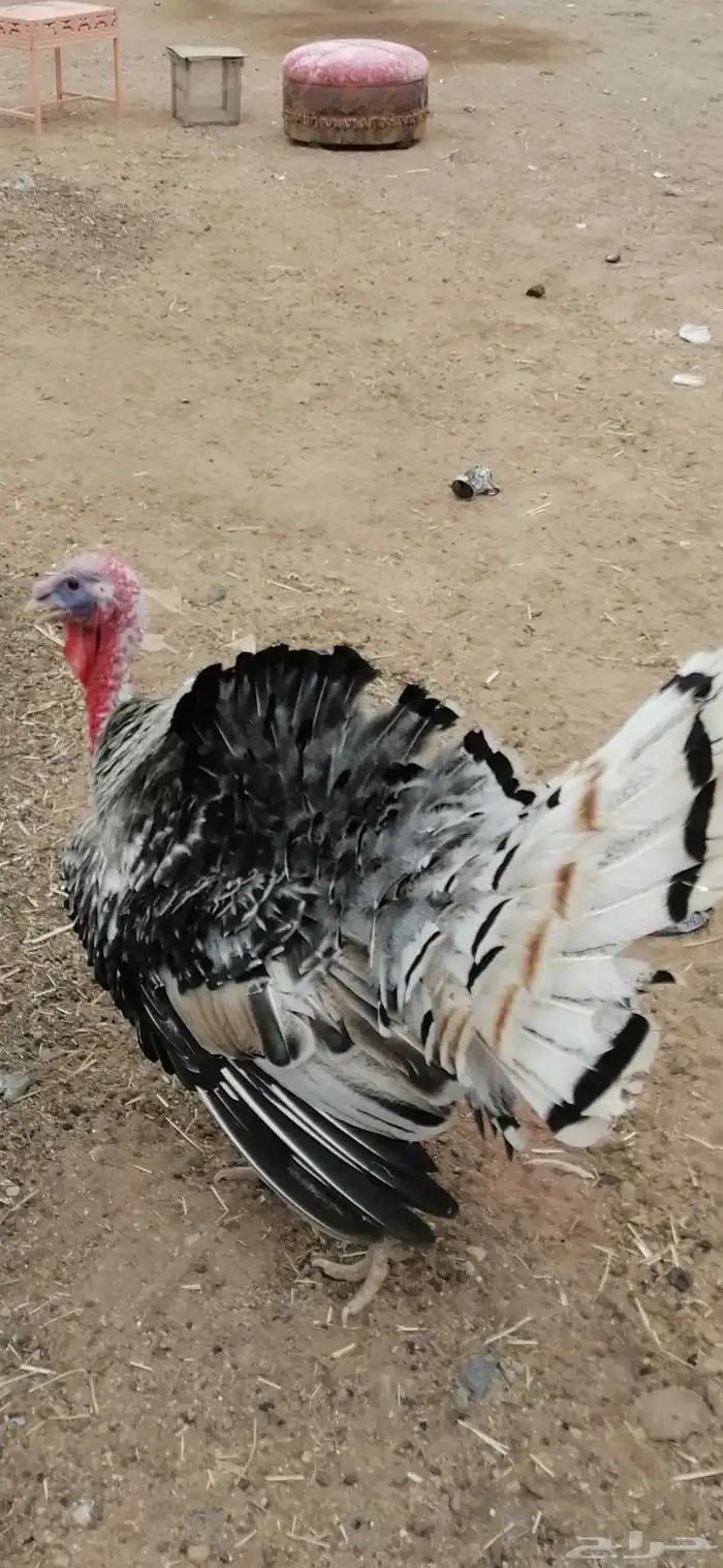 ديك رومي للبيع على السوم 1