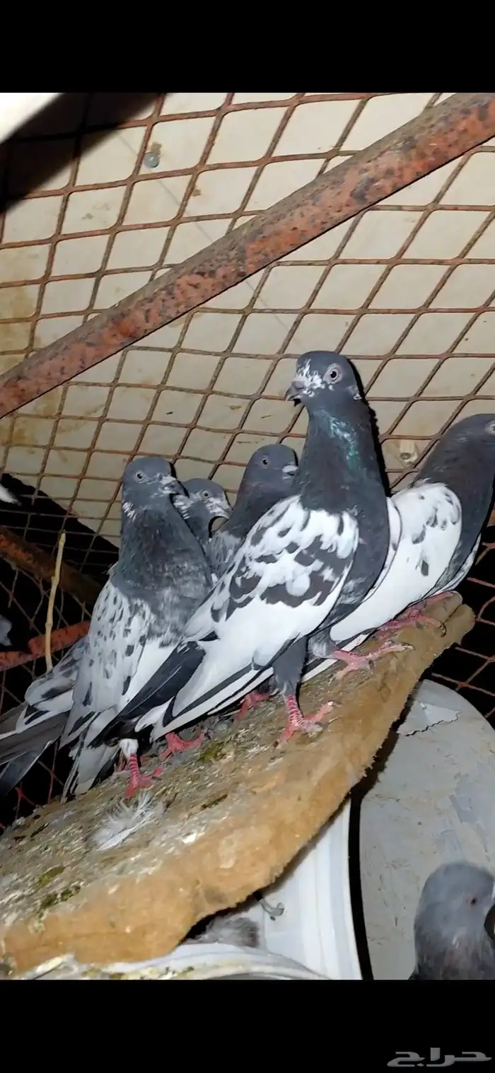 حمام باكستاني 0