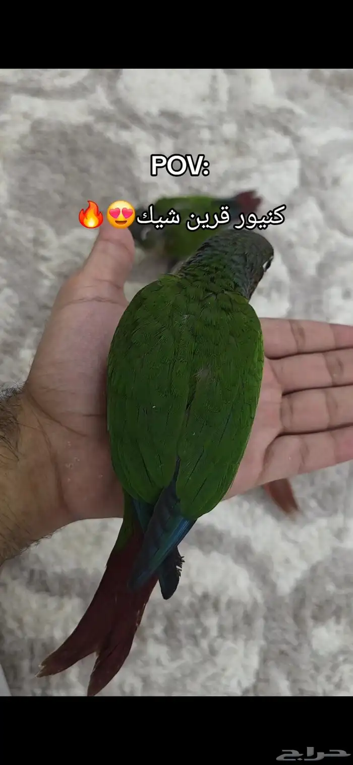 كنيور قرين شيك 0