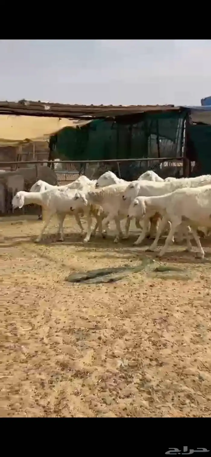 ضان حرش دفيع 3