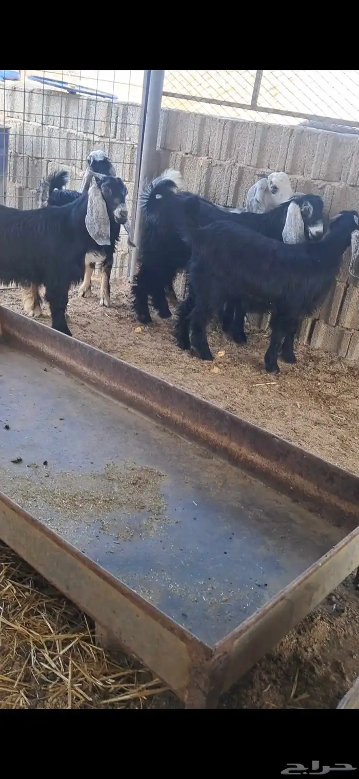 للبيع تيوس مخاصي شي نضيف وشحم 3