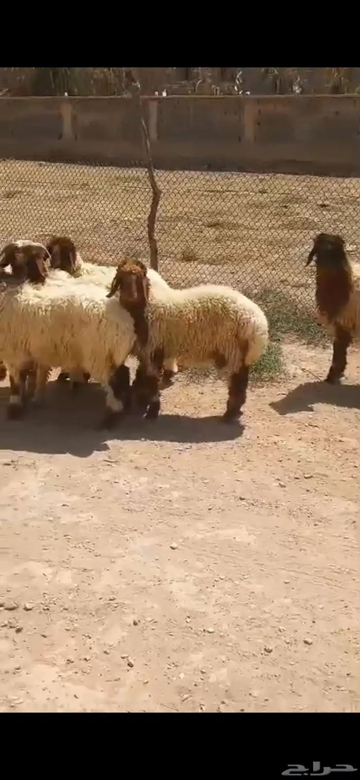 للبيع عدد سته هرافى نعيم واحد طلي وخمس رخال نظيفه وسمينه 4