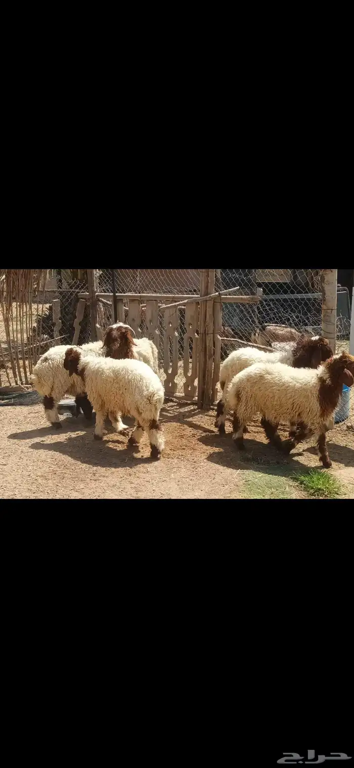 للبيع عدد سته هرافى نعيم واحد طلي وخمس رخال نظيفه وسمينه 2