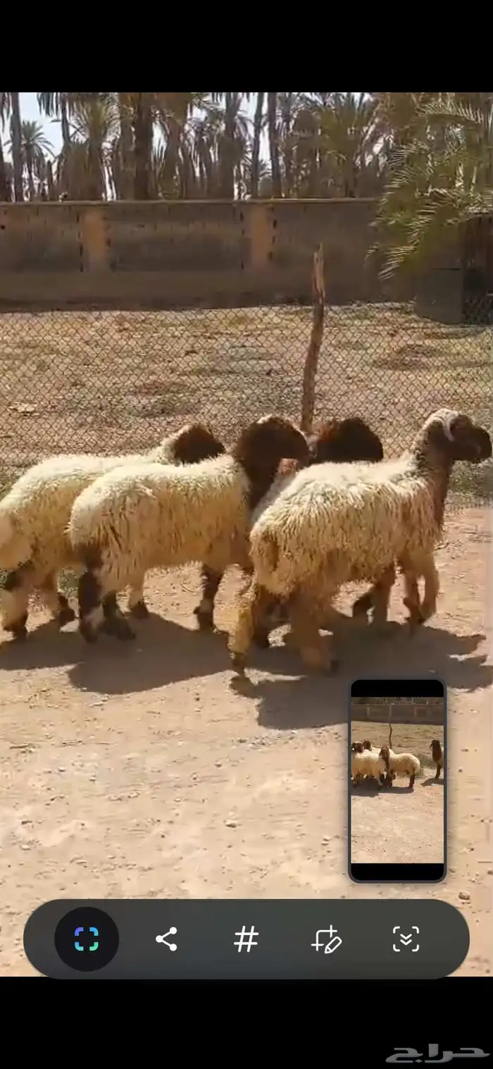 للبيع عدد سته هرافى نعيم واحد طلي وخمس رخال نظيفه وسمينه 3