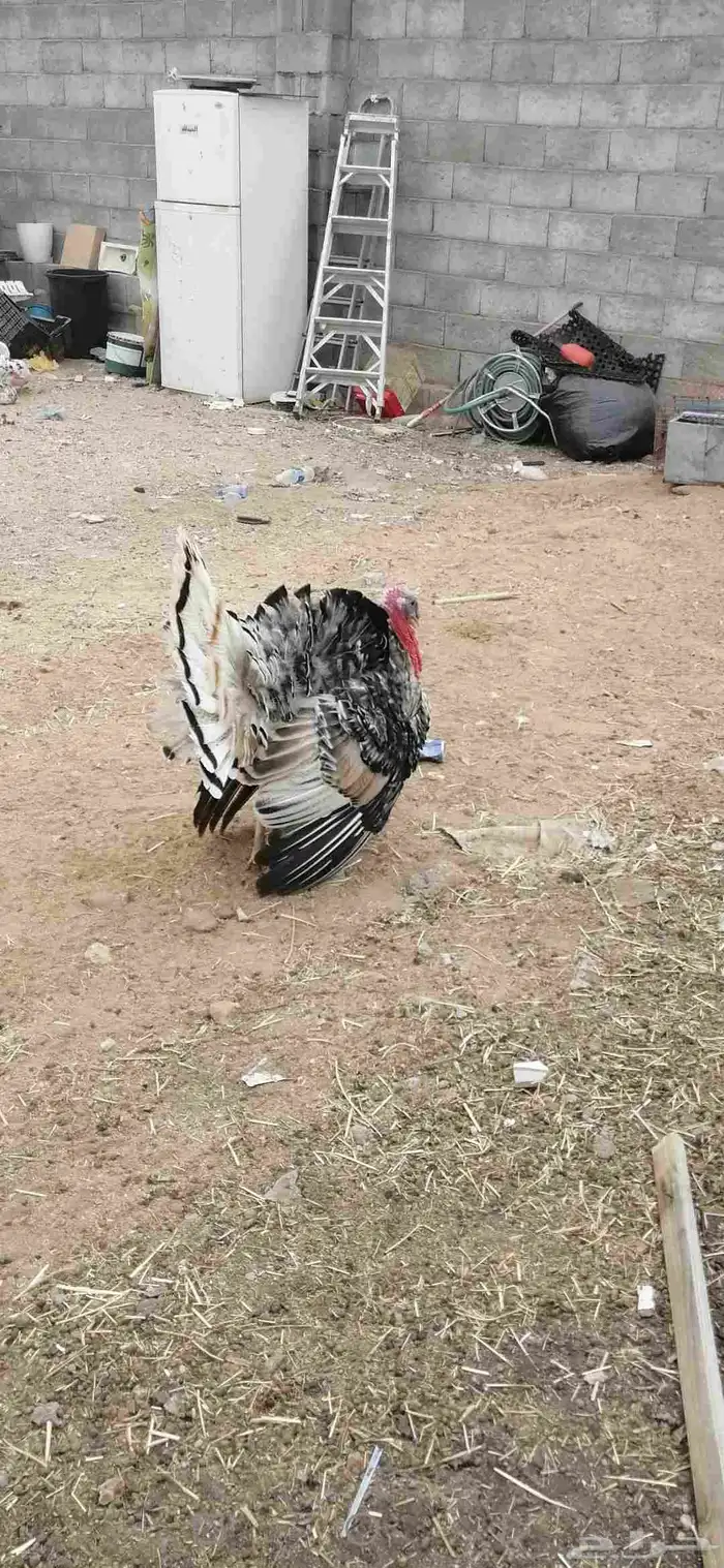 ديك رومي للبيع على السوم 3