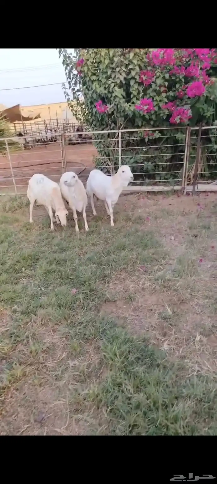 3 جذعان رفيد مستورد ظهور واطراف 2