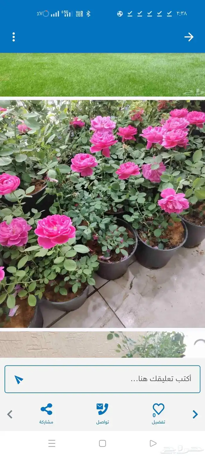 ارخص عشب طبيعي 7