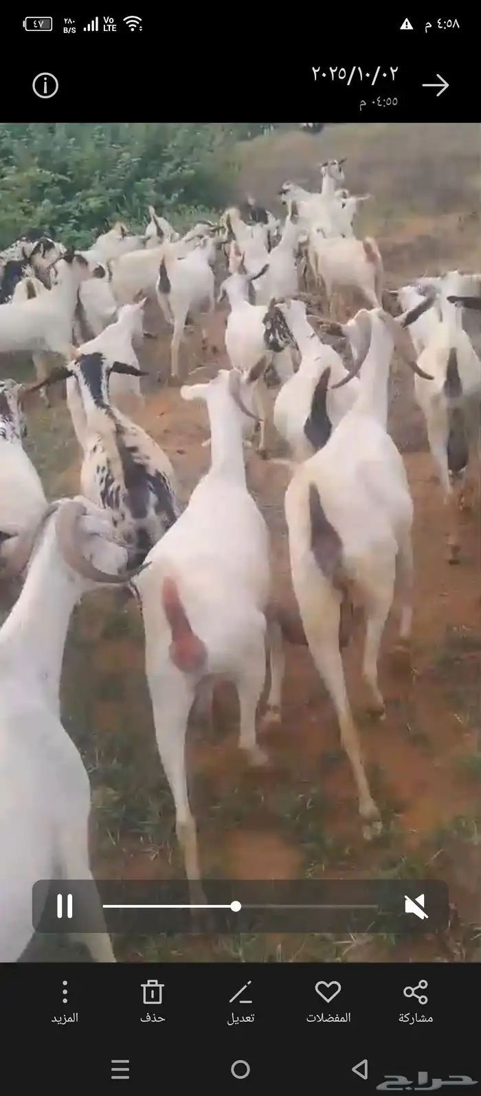 غنم معزات بيشيات 1