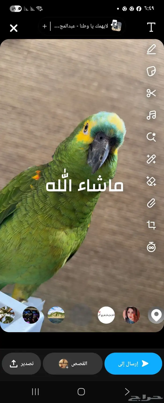 ببغاء امزوني بلو فرنتد ذكر 0
