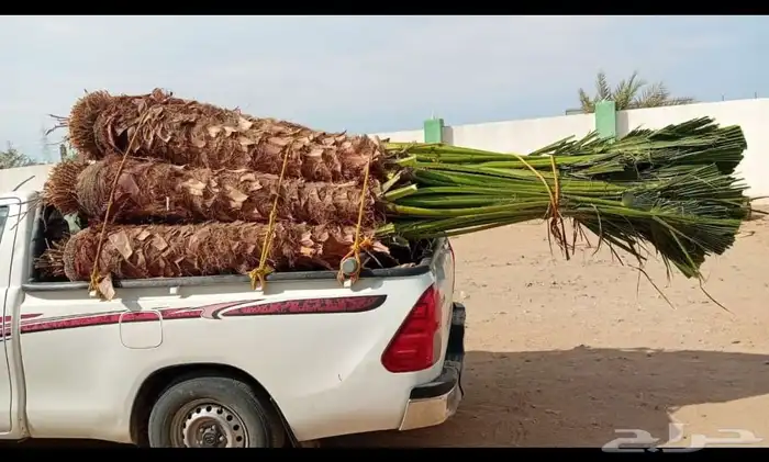يوجد لديناء جميع انواع النخيل الزينه والعربي وجميع انوع 2