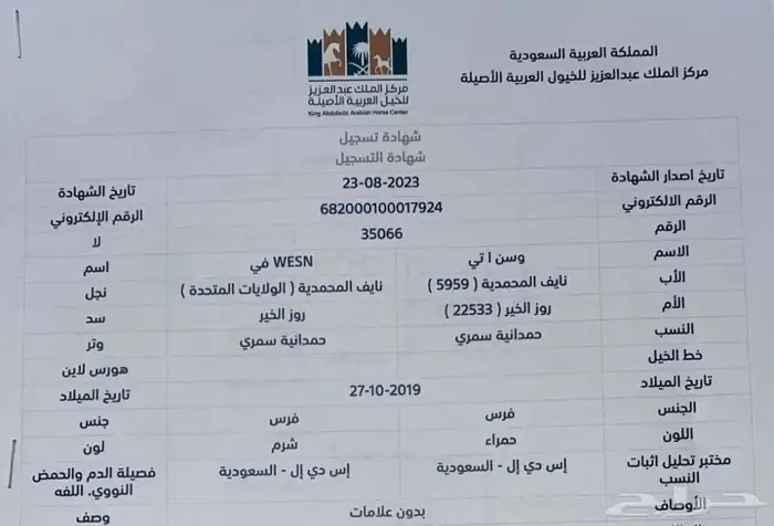 مزاد هجر يعرض لكم فرس دماء جمال حفيدة مروان الشقب مباشره 3