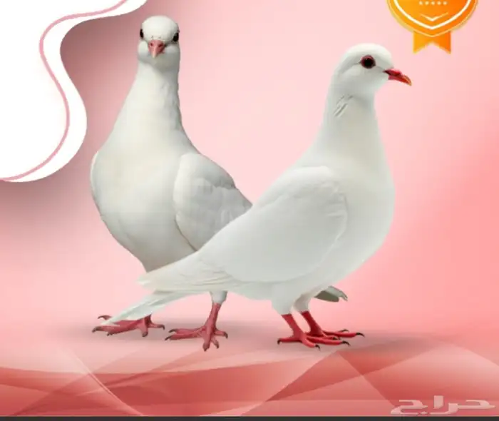 مطلوب شريك ممول مشروع حمام لاحم 0