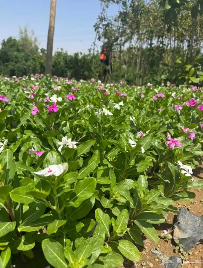 Hassan Qarni Nursery for Bulk Agriculture Plant Pots and Bag 6