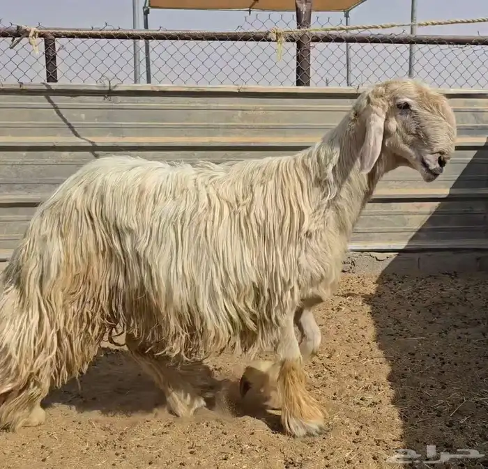 فحل نجدي صنف فاخر 3
