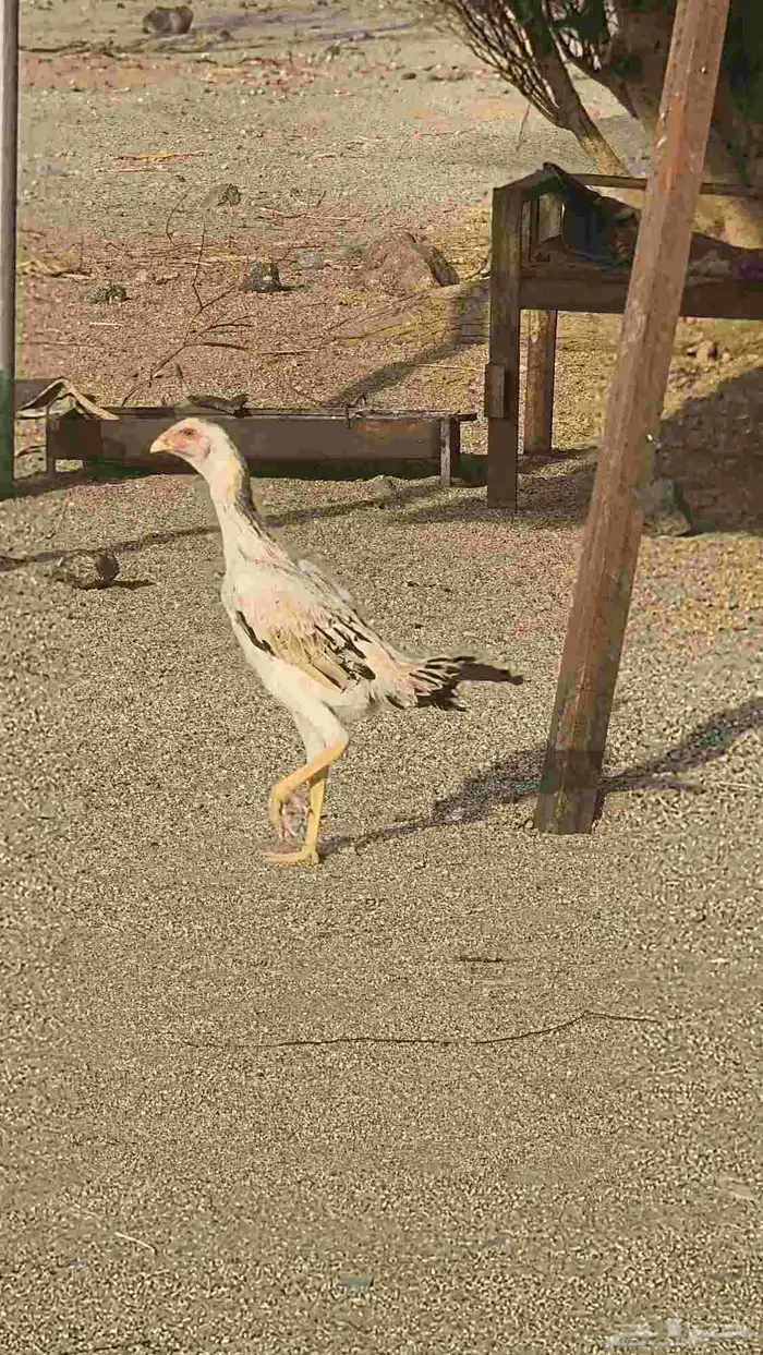 دجاج شامو ياباني اوسكا 0