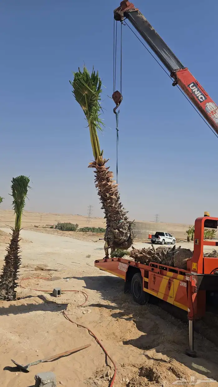 نخل واشنطني زينه للفلل والقصور والا ستراحات 2