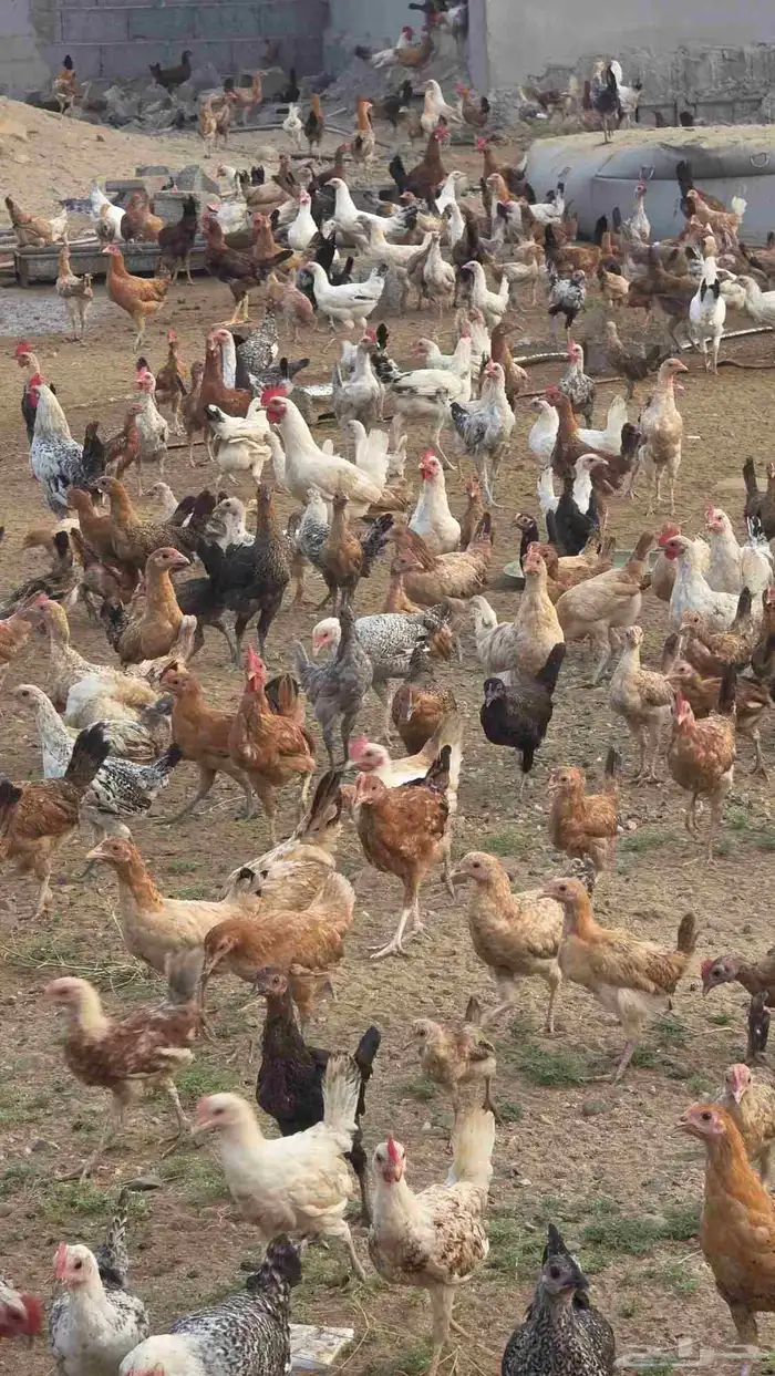 دجاج للبيع 2