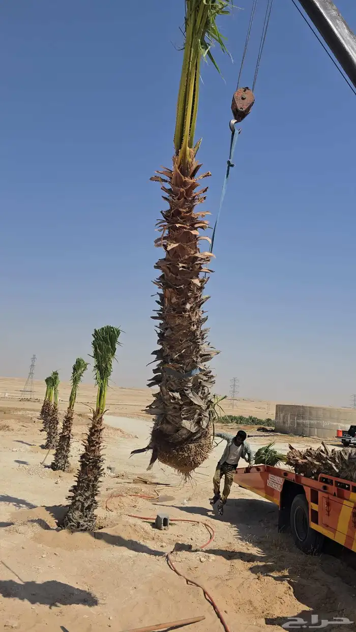 نخل واشنطني زينه للفلل والقصور والا ستراحات 1