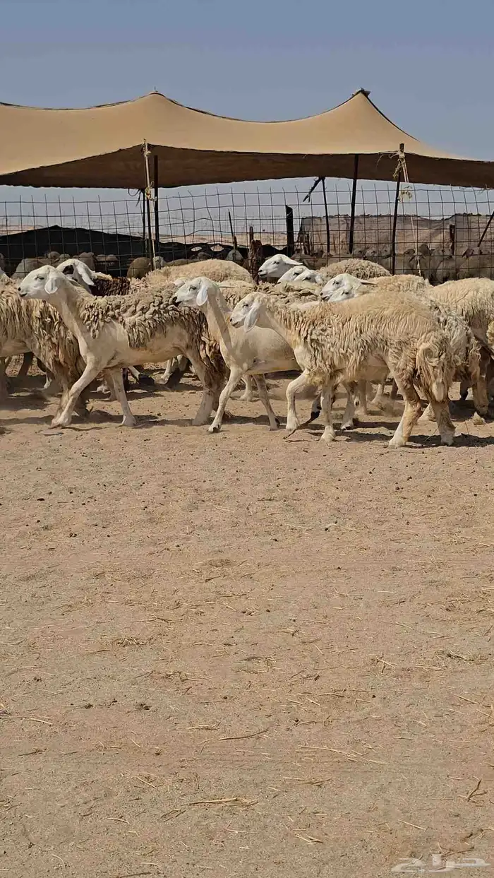 رخال حريه حرش 8