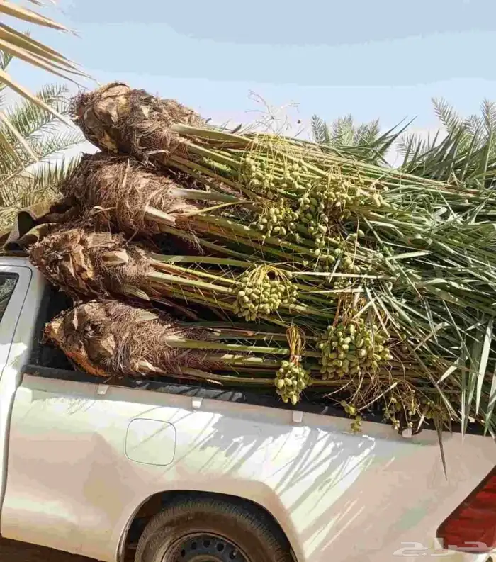يتوفر لدينا جميع أنواع النخيل العربي 3