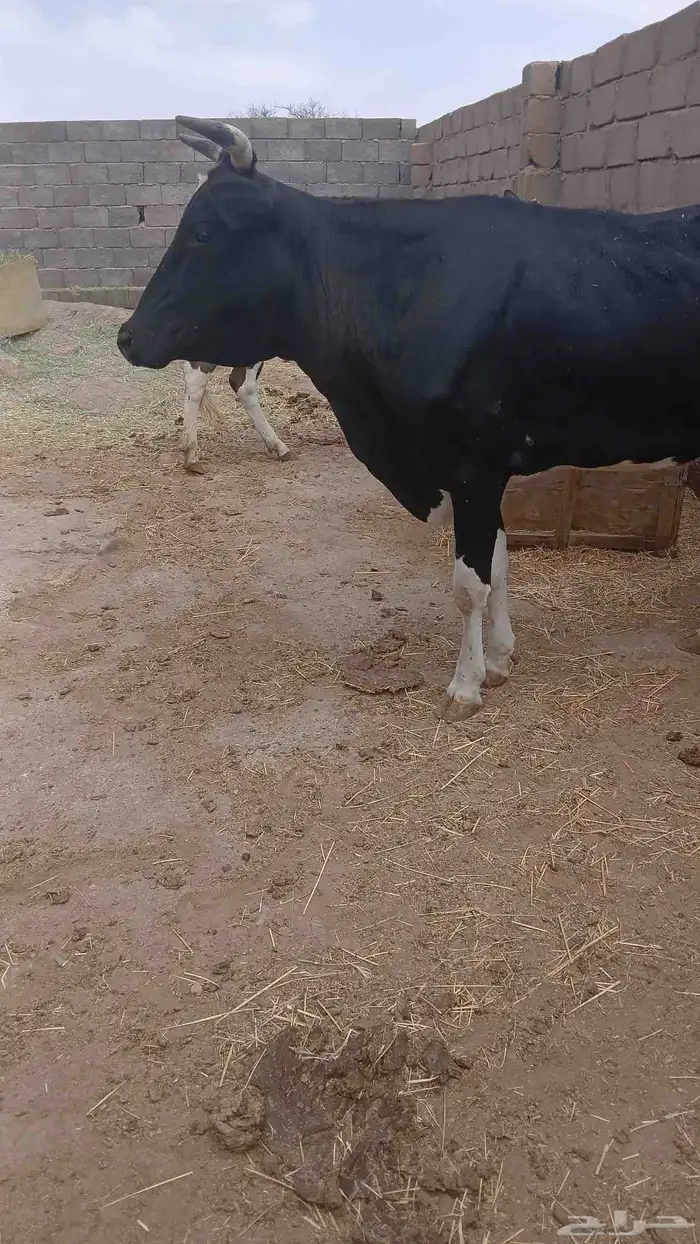 بقرتين لقاح للبيع 1