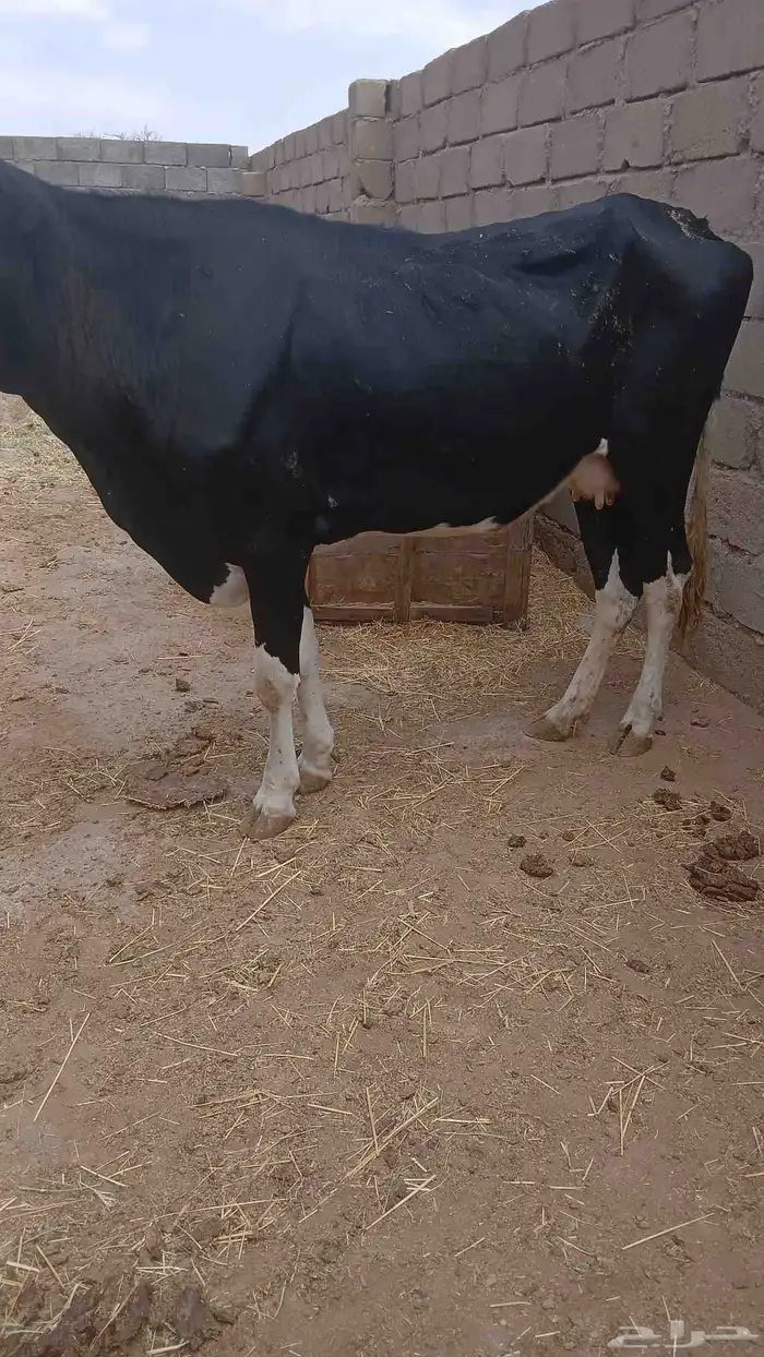 بقرتين لقاح للبيع 0