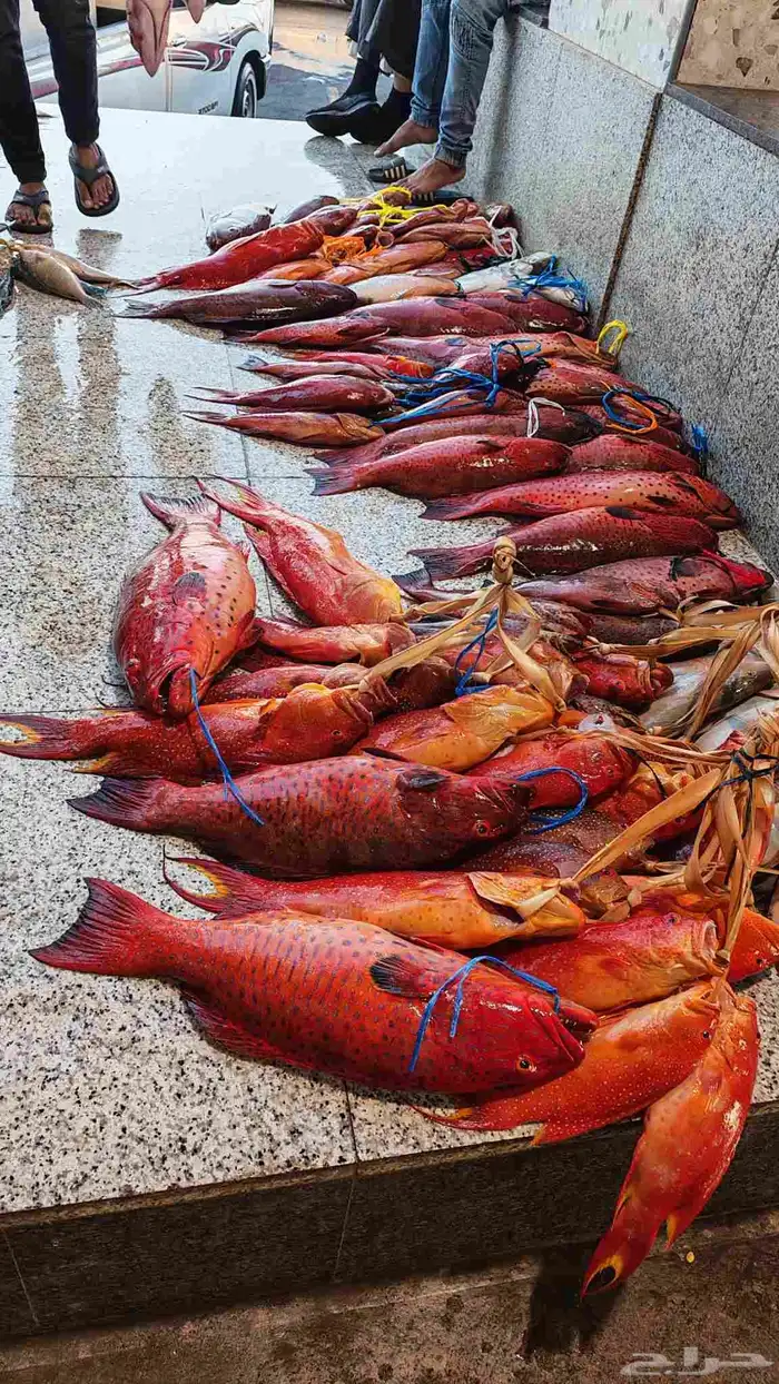 رحلة فردية ب 250 RS من مرسى الرايس الخميس اليوم و غدا الجمعة 0