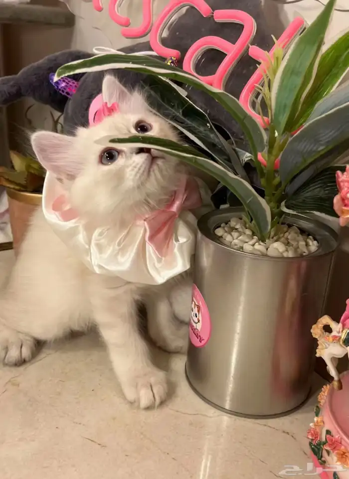 قطه للبيع قطه للبيع 1