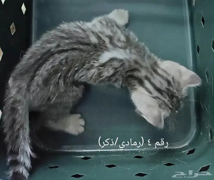 عدد 4 كيتن قطط عمر 40 يوم للبيع 7