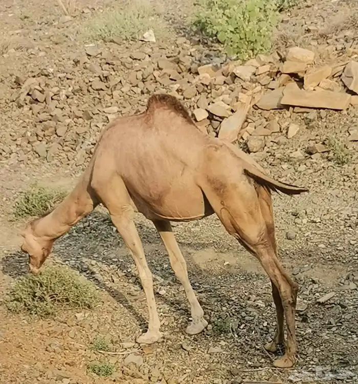 ناقه لقحه جنب سديس 2