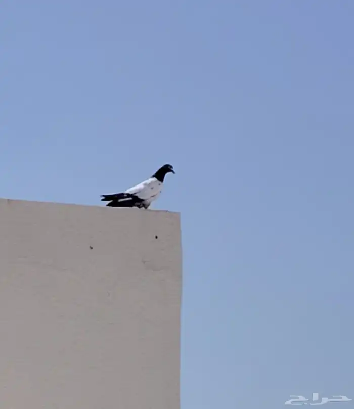حمام باكستاني 0