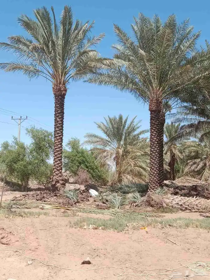 نخل عربي مثمر شيشي سكري صقعي مجدول نخيل فروخ نقايل واشنطني 1