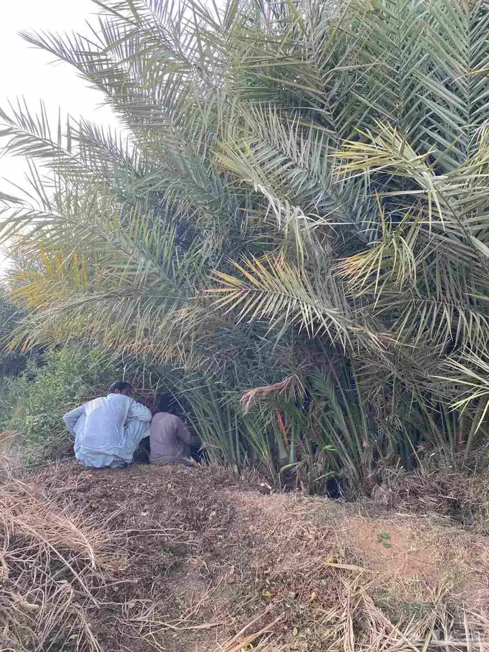 مشتل فروخ طيبه سكري خلاص وبرحي وفحلات على الضمان 5