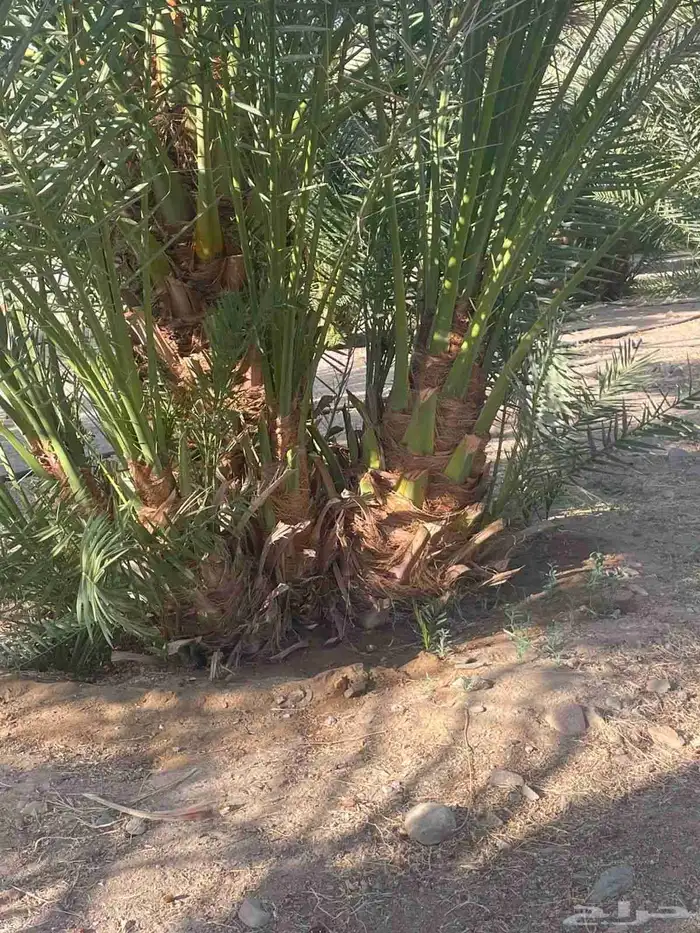نخل فسائل احجام ما شاء الله تبارك الله تبارك كبار 3