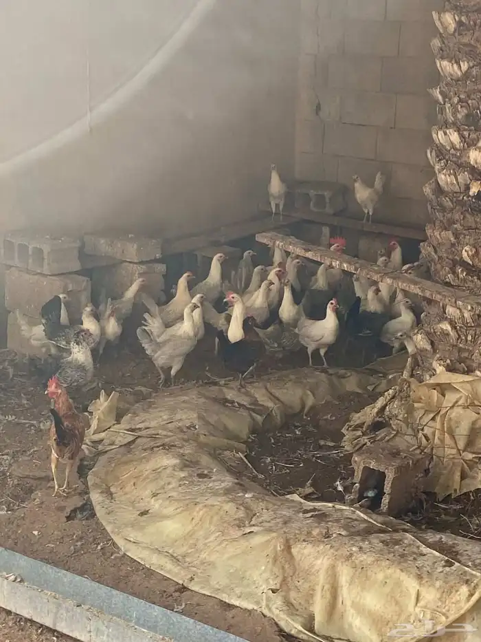 دجاج بشاير 0