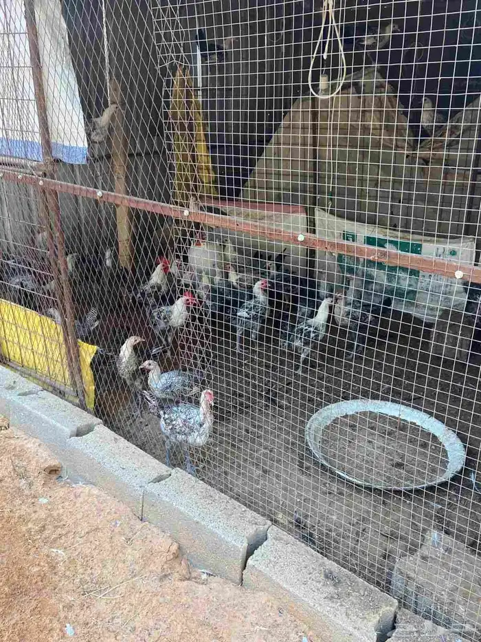 دجاج بشاير 1
