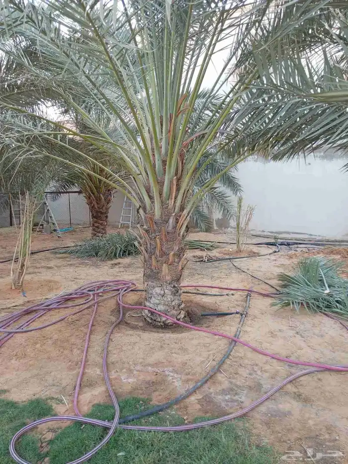 فسايل نخل نوايع برحي خلاص صقعي مجدول ونان 0