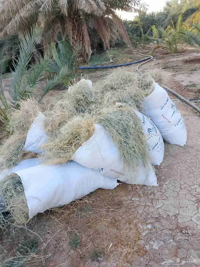 نجم أخضر ناشف للحلال 1