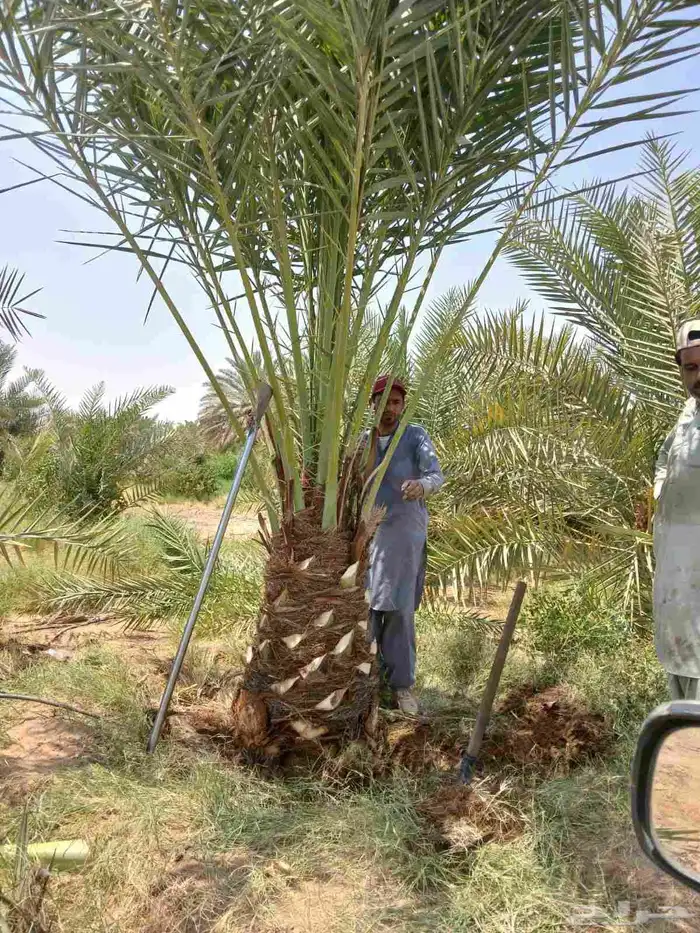 نخل مثمر نقايل جثايث فسايل اخلاص سكري برحي صقعي واشنطني واشن 7