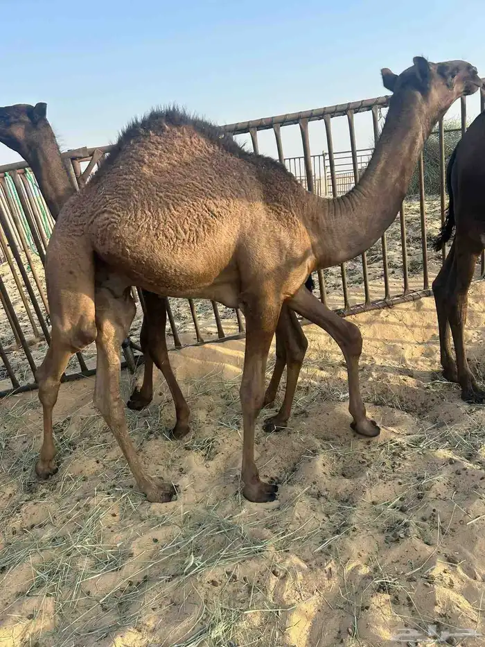 قعدان لبيع 2