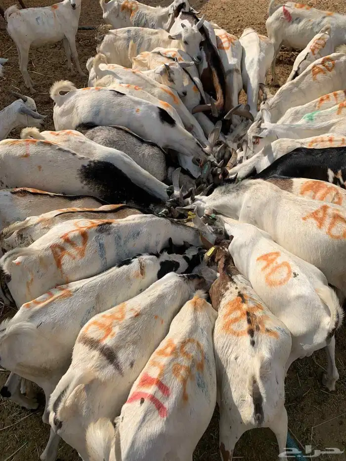 تيوس صوماليات متوفر بشبوك الباحه 480 0