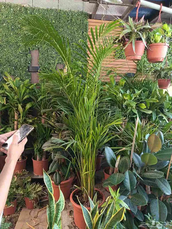 منسق حديق وتركيب جميع شبكات الري العادي والاتمتك 1