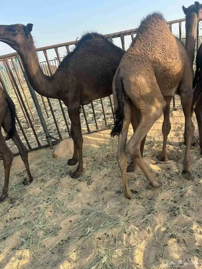 قعدان لبيع 3