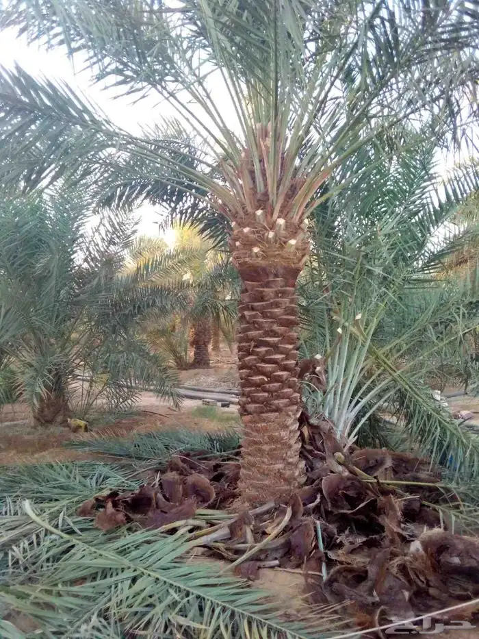 نخيل مثمره صقعي مجدول برحي هلالي شيشي عجوه روثانه برني سلاطي 6