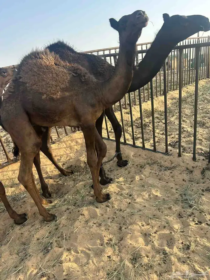 قعدان لبيع 0