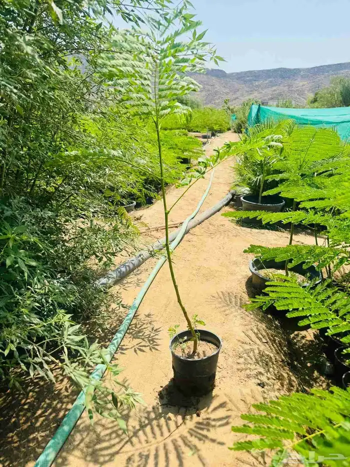 Hassan Qarni Nursery for Bulk Agriculture Plant Pots and Bag 0