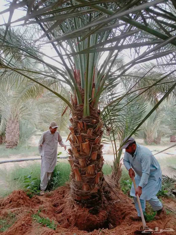 نخل عربي مثمر شيشي سكري صقعي مجدول نخيل فروخ نقايل واشنطني 15