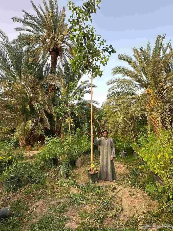 مشتل حسن قرني للزراعة با الجملة مركن و كياس 7