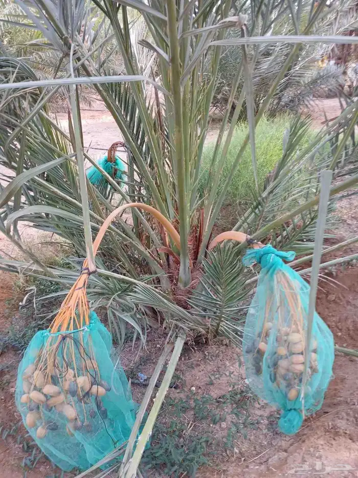 نخل مثمر للبيع خلاص هلالي برحي صقعي روثانه مجدول نخيل شيشي 1