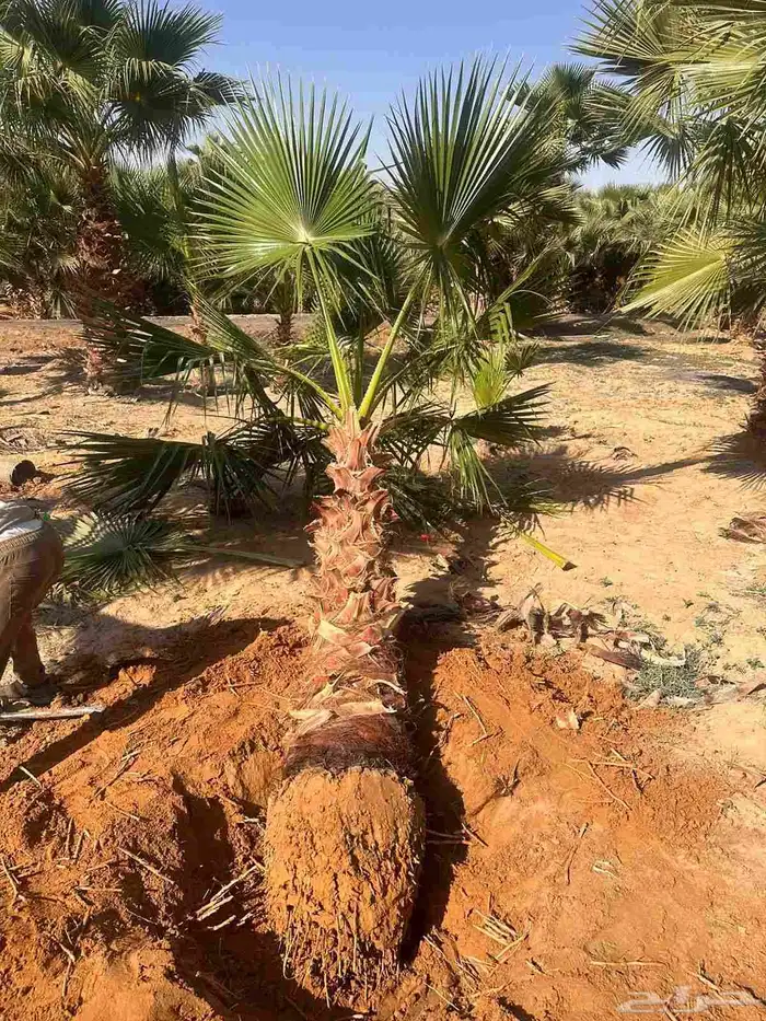 للبيع نخيل الزينه الواشنطونياء الامريكي 2